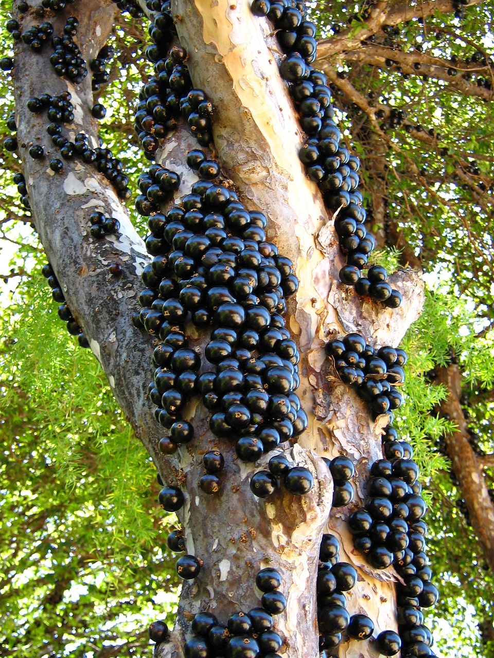 El Jaboticaba Cuidados, cultivo y beneficios para la salud JardinsGarden