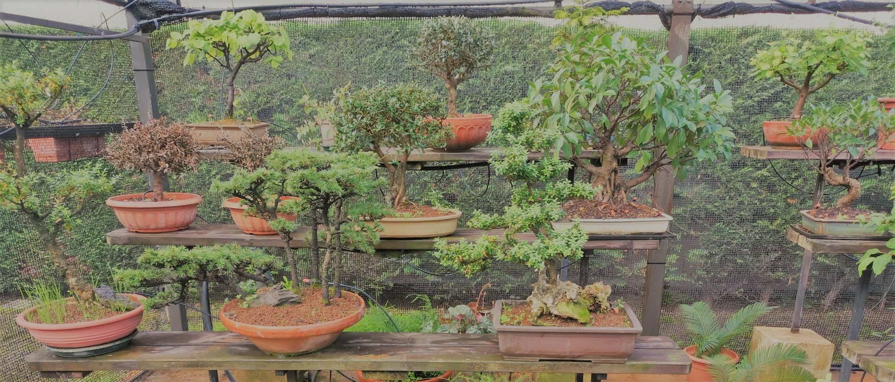 JardinsGarden | Servicios, Consejos y Guías de jardinería