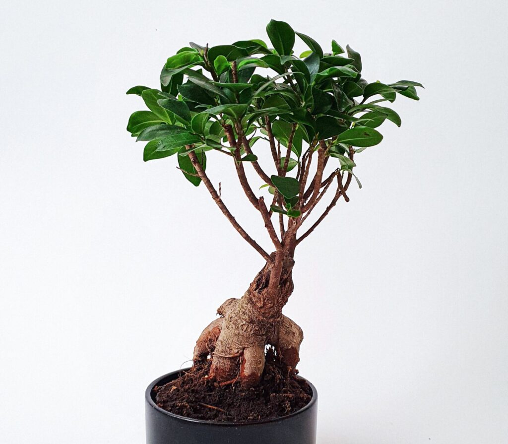 Cuidados y cultivo del Ficus Ginseng (microcarpa) riego, luz, humedad